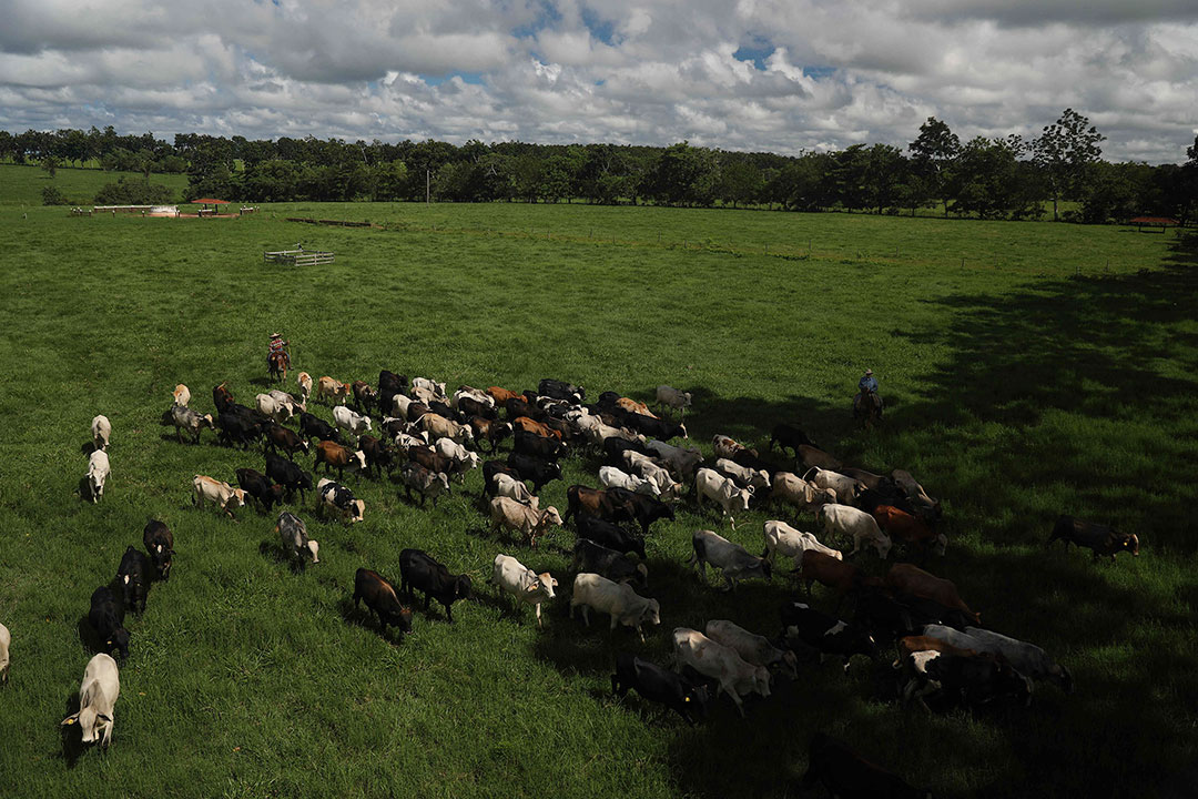 Brazil-cattle-ranches