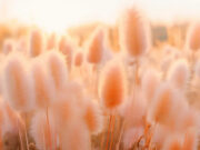 Color of the Year 2024: Peach Fuzz on fashion, beauty, interior, and design