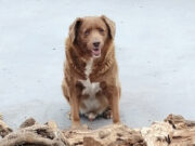 Guinness World Records reviews evidence related to ‘world’s oldest dog’ title
