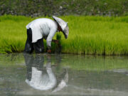 Gov’t urged to release remaining RCEF money in time for planting