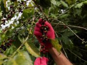 US legislators file bill to axe tariffs on coffee