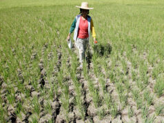 Extreme heat threatens global food systems, UN agencies warn