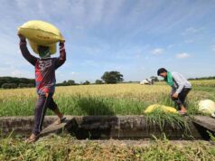 PHL rice output stagnant since 2017 but consumption rising — study