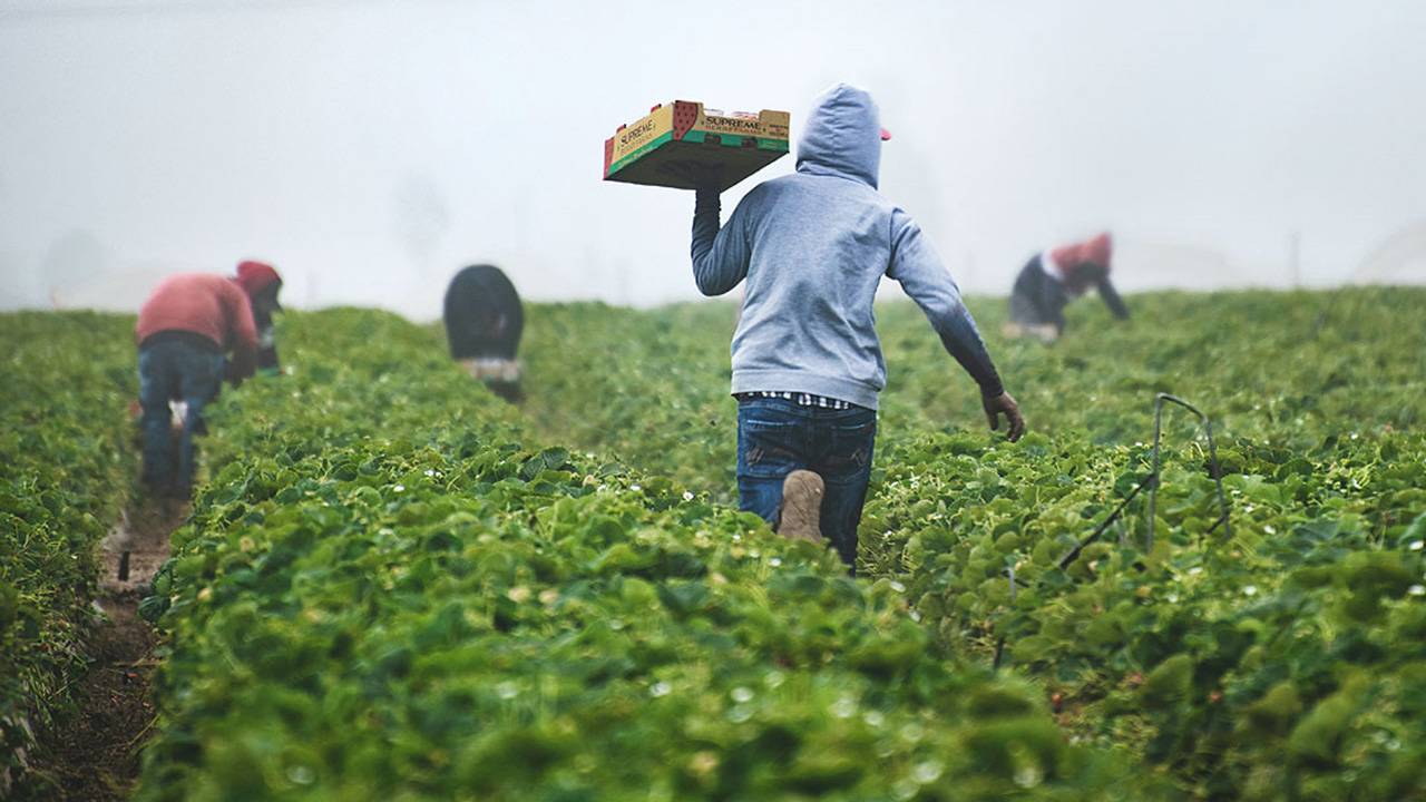vegetable farmers filefoto