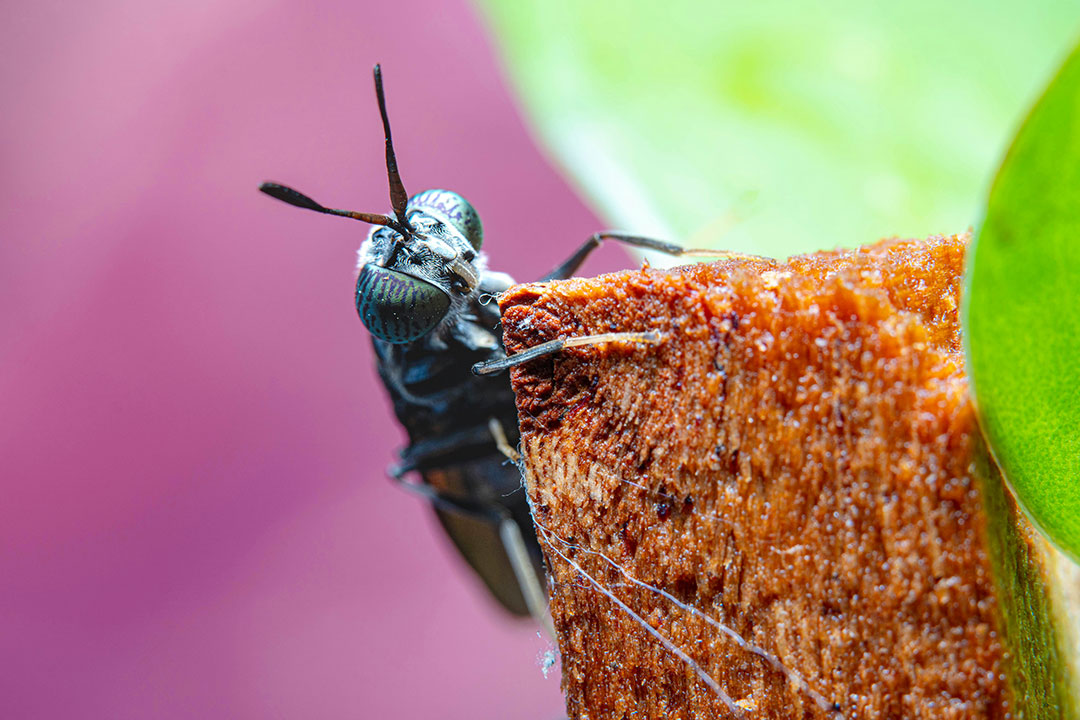 Black soldier Fly