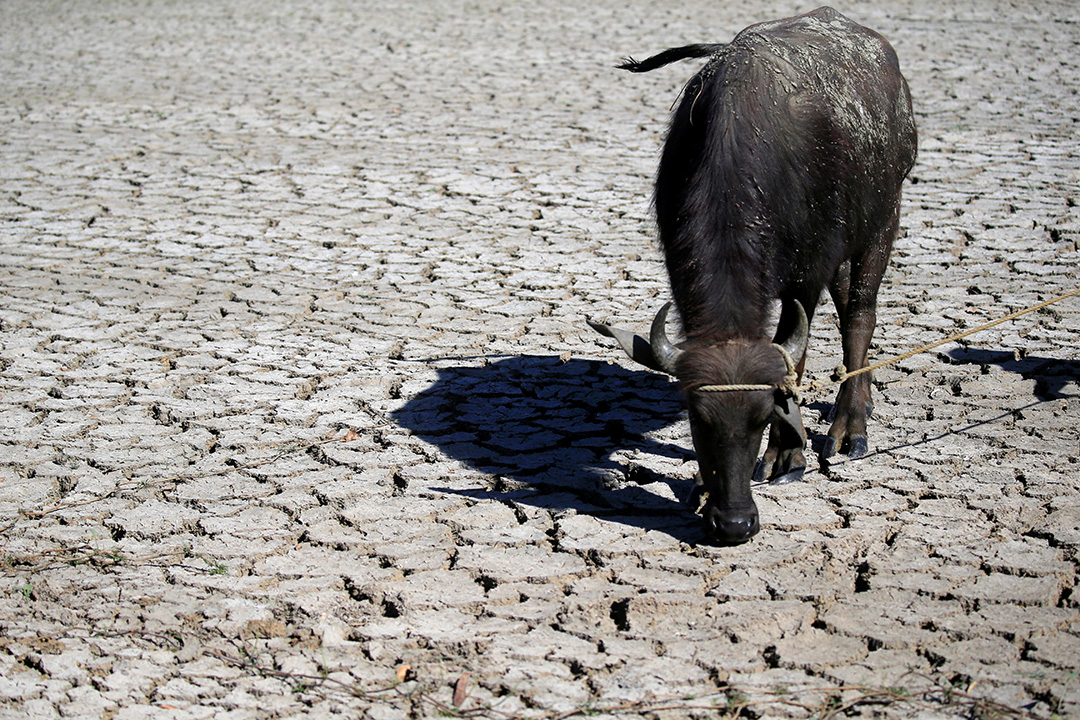 Carabao-drought