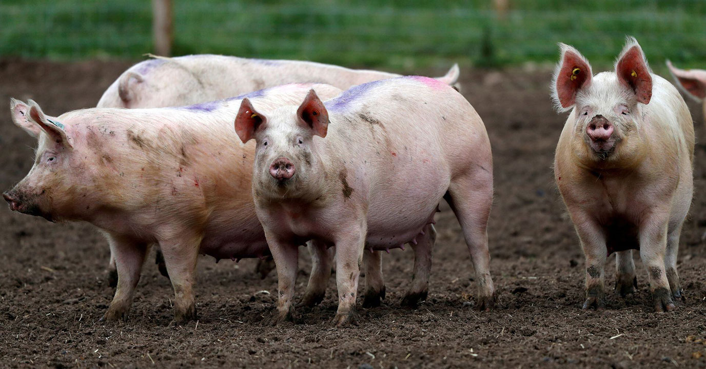 Pigs