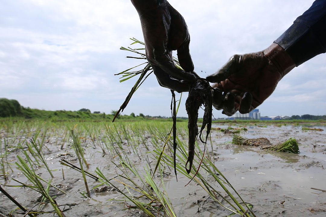 Rice farm-farmer