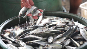 Rice, fish, selected meat prices sharply higher in early May