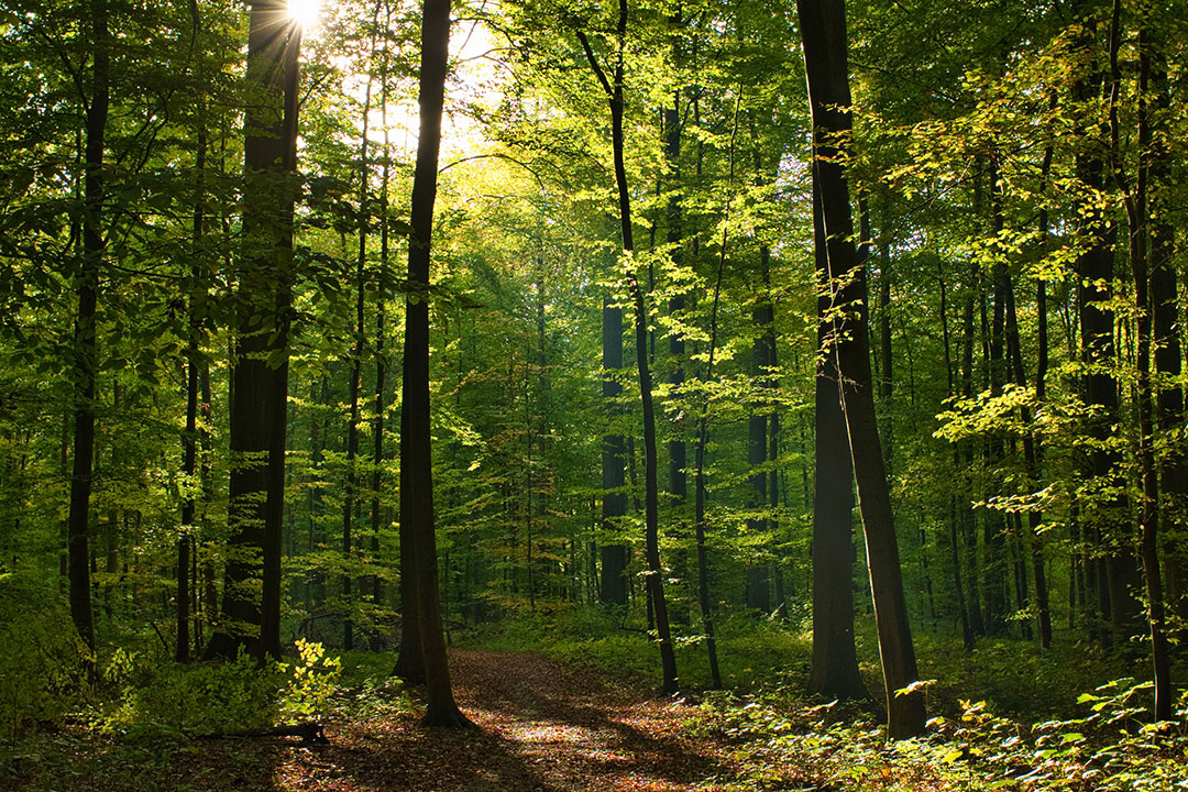 Forest-trees