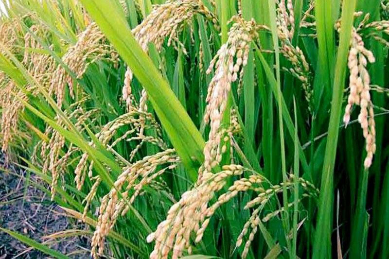 Rice-palay