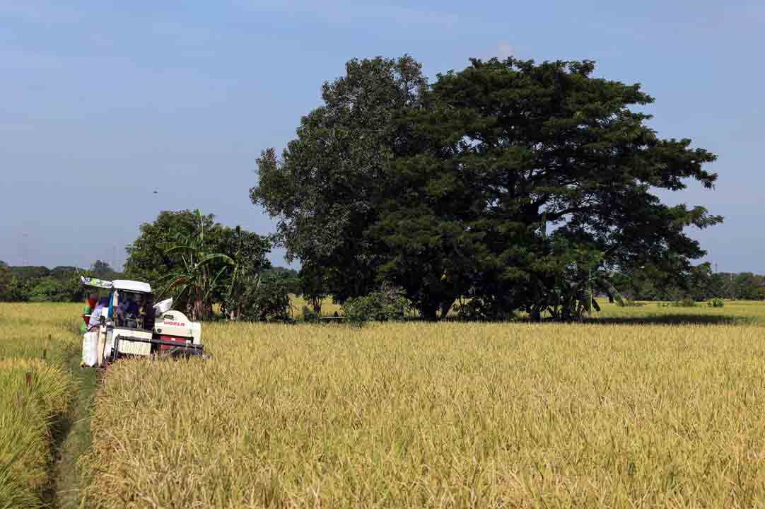 rice field