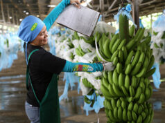 Banana export push to focus on containing Panama disease, boosting market access