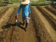 Mayani eyes overseas market with PHL law boosting exports