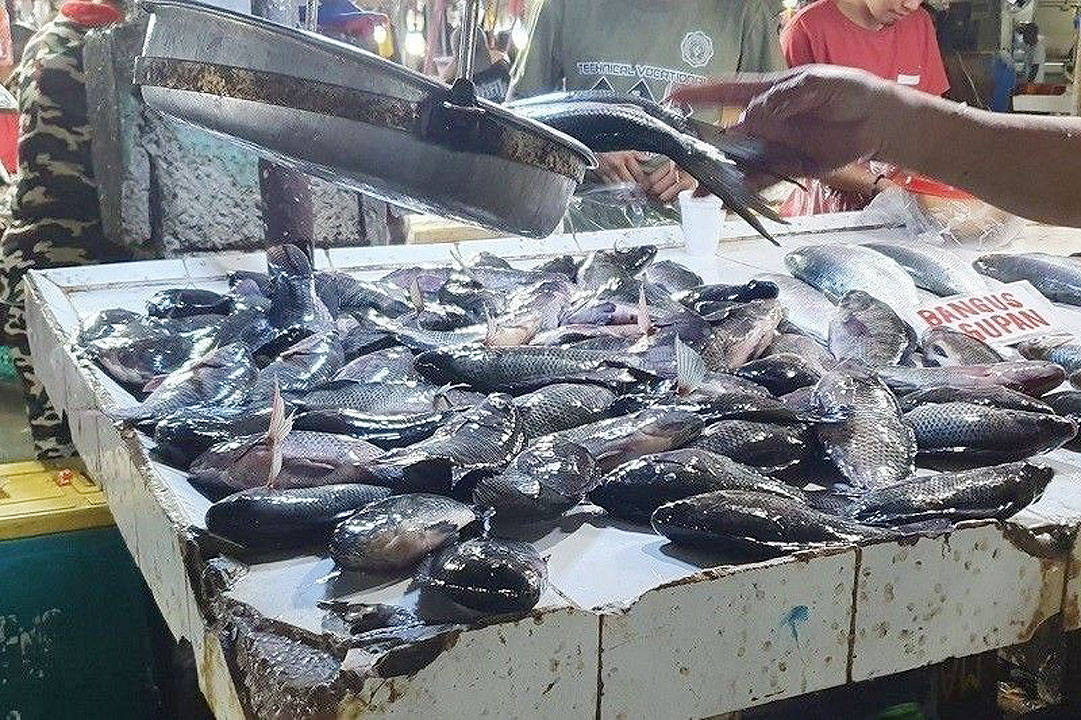 fish imports filefoto