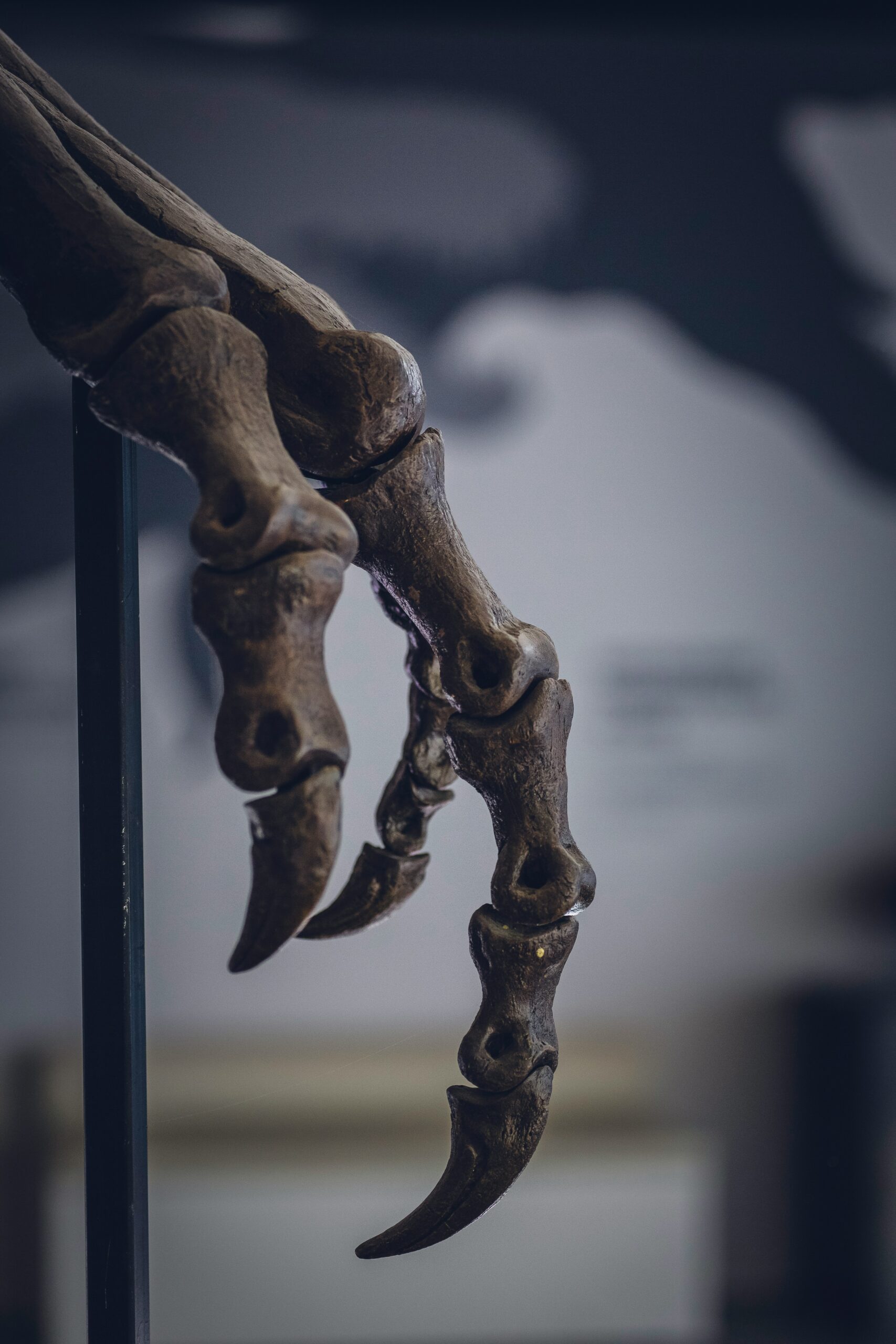 markus-spiske-TER7gldFOhA-unsplash