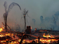 Tsunami survivor battles wildfire to protect hometown in Japan’s northeast