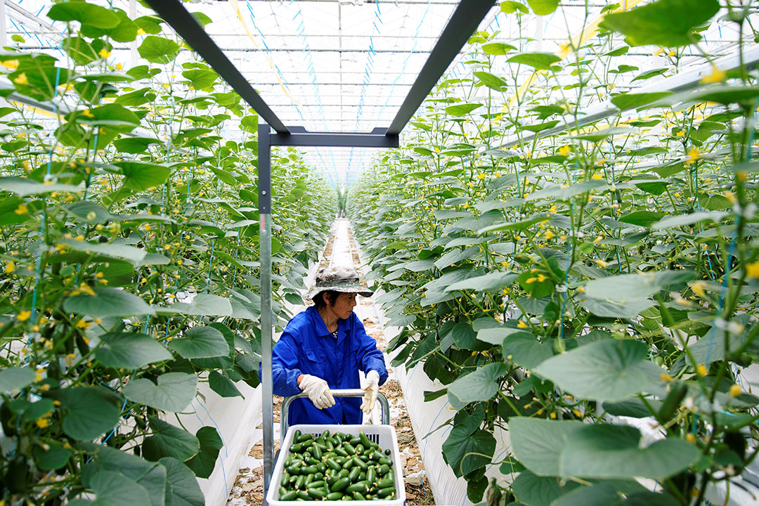 China-farmer-greenhouse