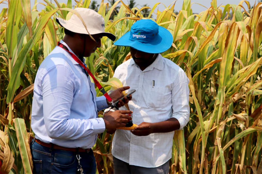 India-Syngenta-employees