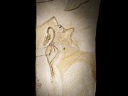 Magnetic fossils may reveal ancient creature’s internal ‘GPS system’