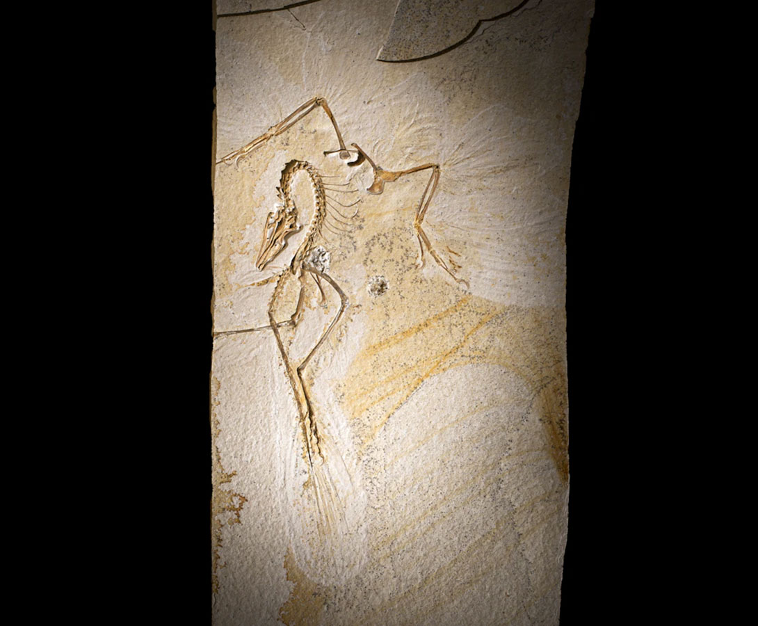The-Chicago-Archaeopteryx