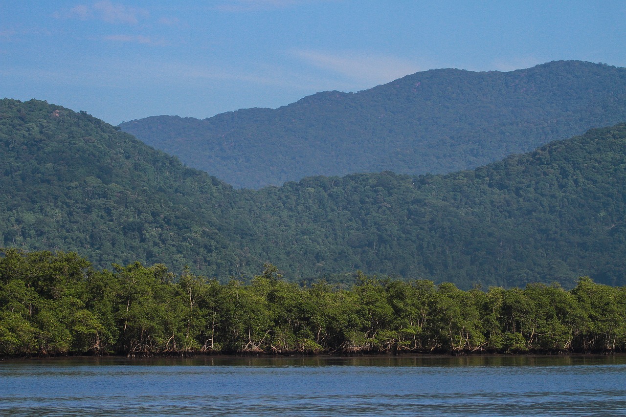 atlantic-forest-4569459_1280