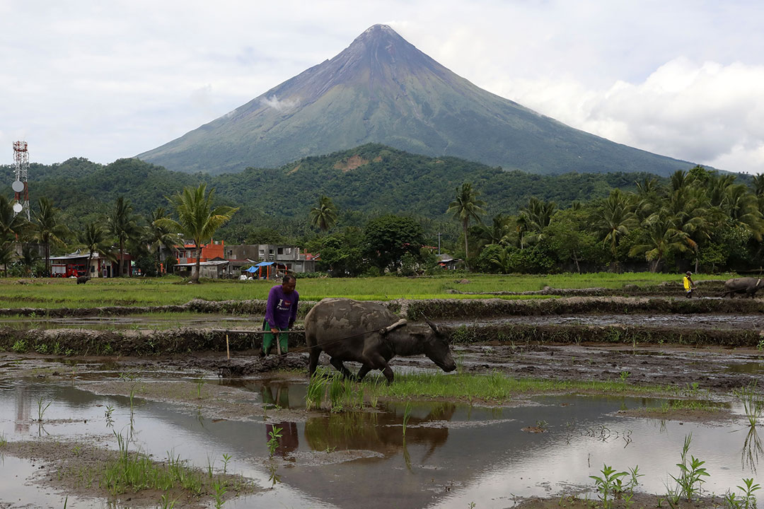 rice farmer-carabao