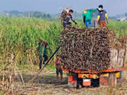 Sugar output seen flat at 1.85 MMT