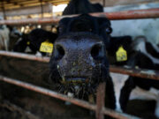 Second bird flu strain found in US dairy cattle — USDA