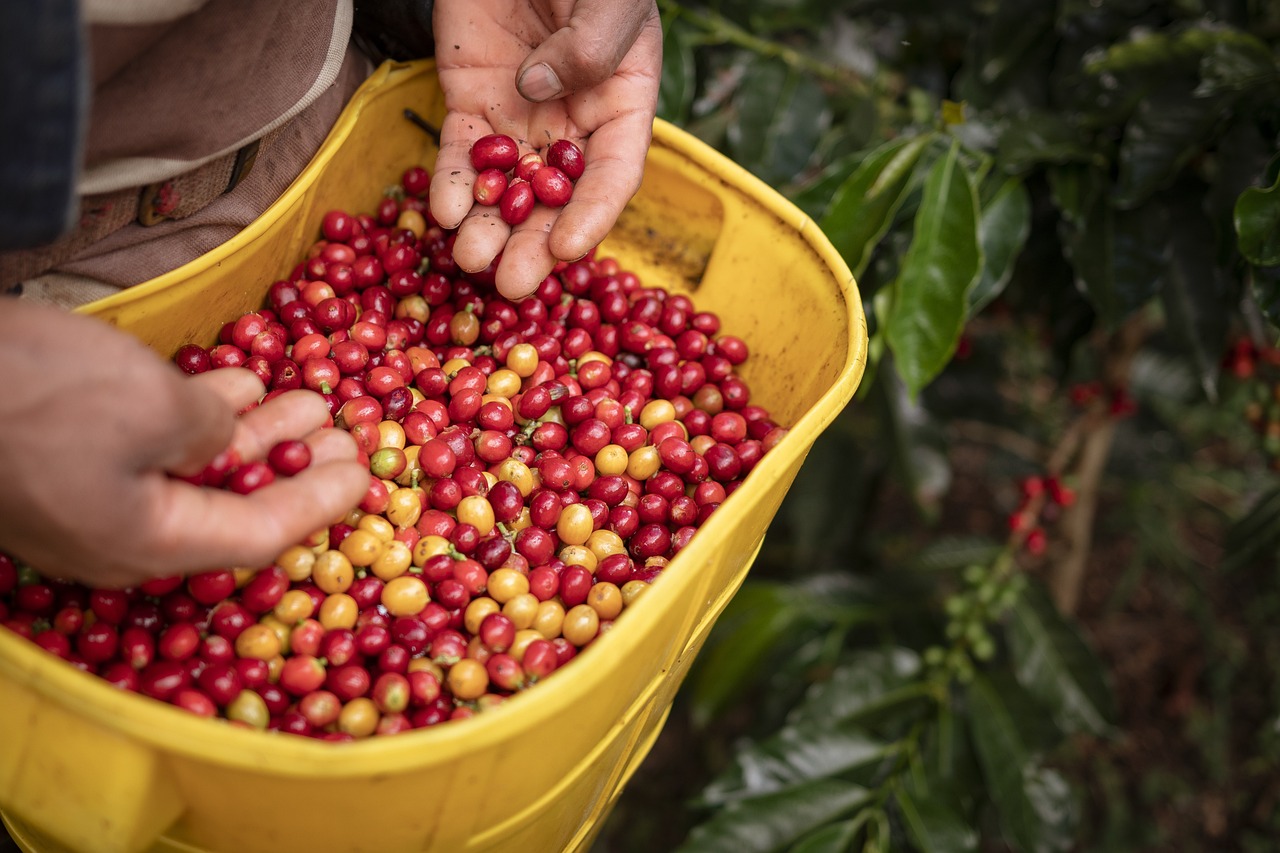 coffee-farming-6959629_1280