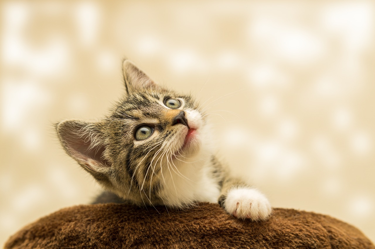 kitten-4611189_1280