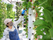 Greenhouses for high-value crops to be built via tie-up with SKorea