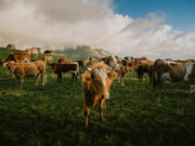 Bird flu strain in US cows shows minimal air spread in ferret study