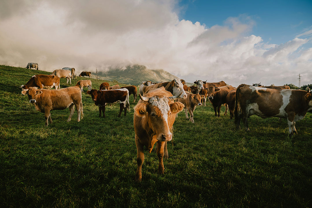 cow-cattle-livestock