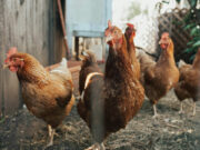 The threat of an H5N1 avian flu pandemic