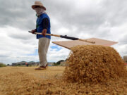 Palay farmgate price falls 24.6% in 2025