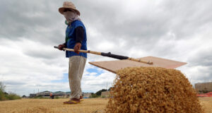 Palay production up 12.6% in Q3 after increase in planted area