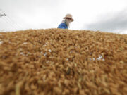 Rice millers committed to higher farmgate prices for palay — DA