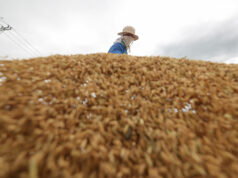 Rice millers committed to higher farmgate prices for palay — DA