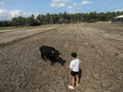 Q2 agricultural output falls by 3.3%