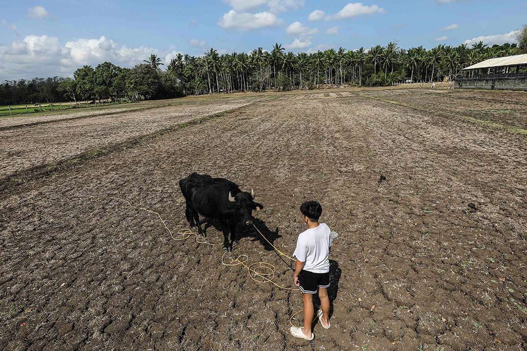 carabao-farm-wc