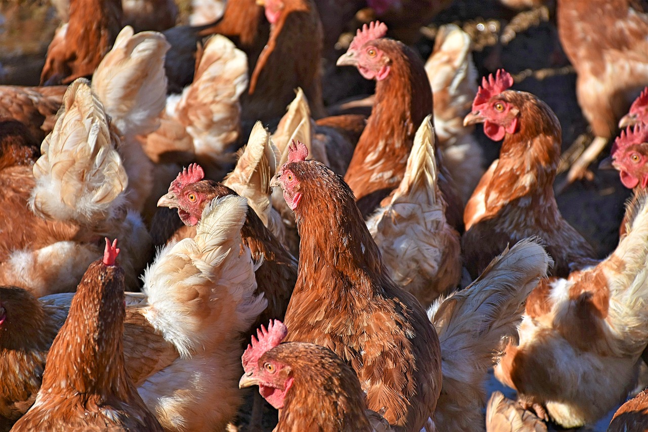 chicken-3949199_1280