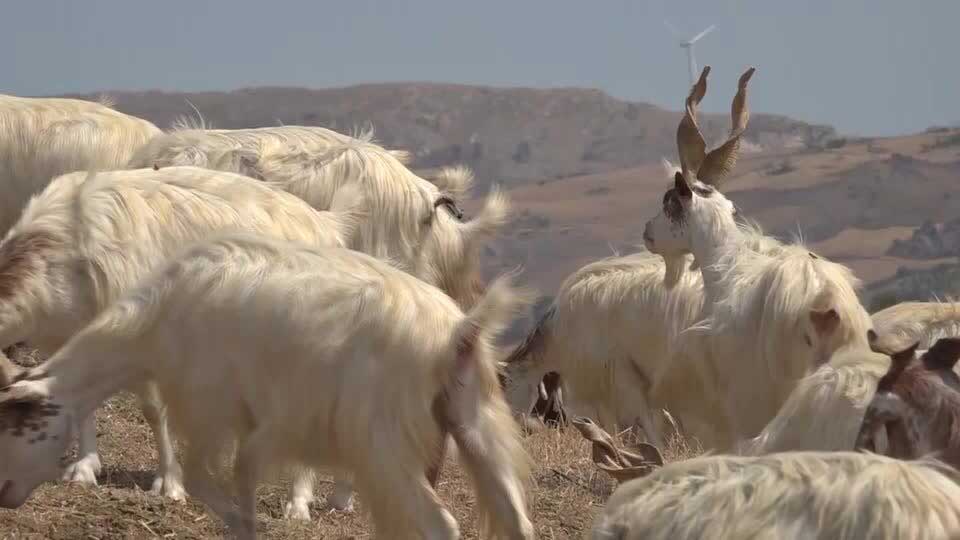 sicily-goats