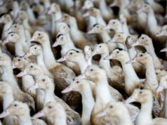 Philippines reports outbreak of H5N2 bird flu among backyard ducks