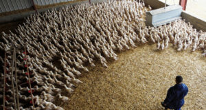 PHL, France to implement bird flu regionalization plan