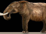 Researchers uncover remains of Ice Age mastodons in Peru