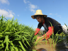 Fuel shortages from Iran war threaten Asia’s biggest food staple