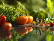 Going local: Maybe the way to become food secure is to think small