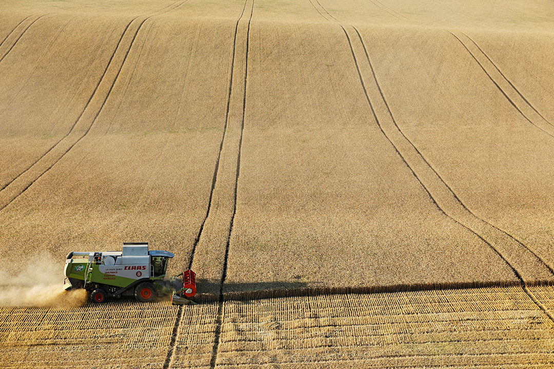Wheat-harvests
