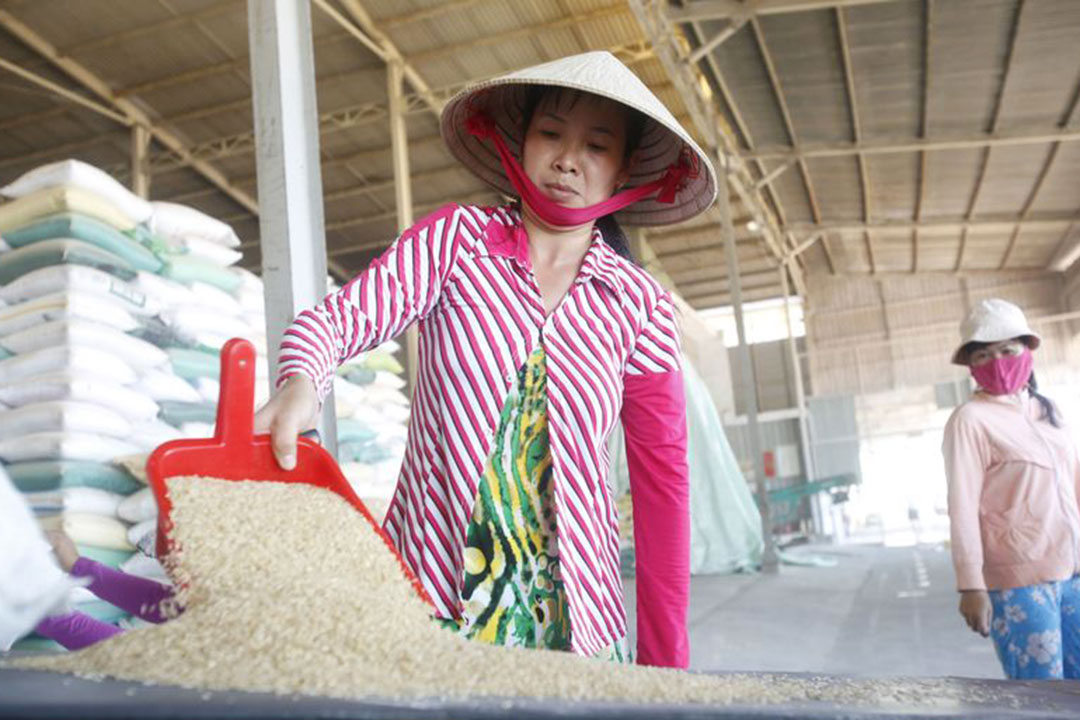 Woman-rice grain